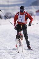 Lenk 2013